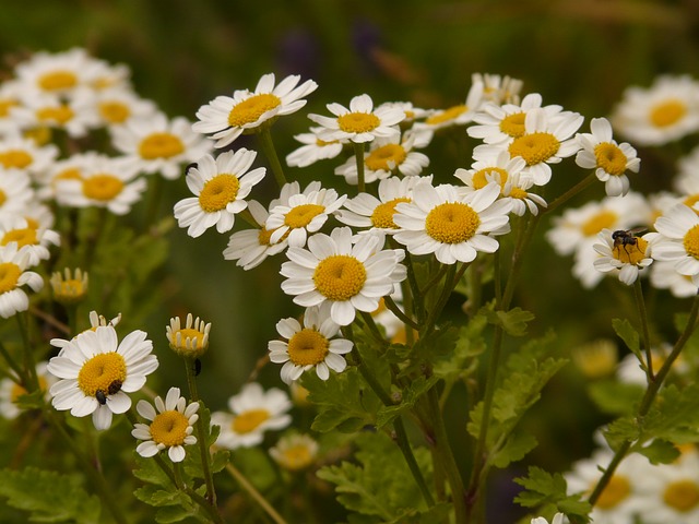 Feverfew For Headaches