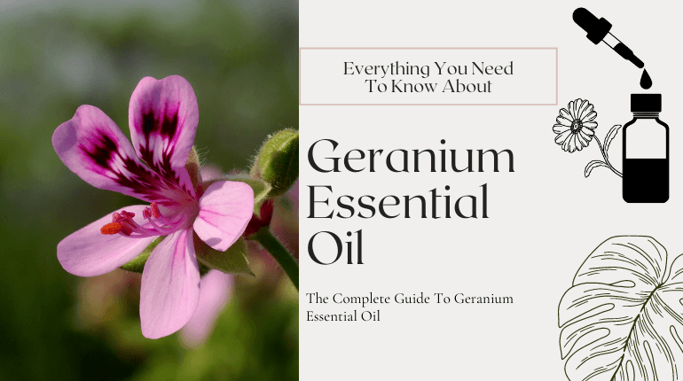 about geranium essential oil