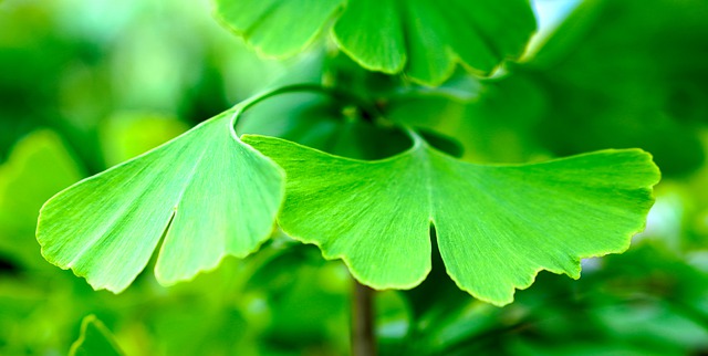 gingko biloba for headache