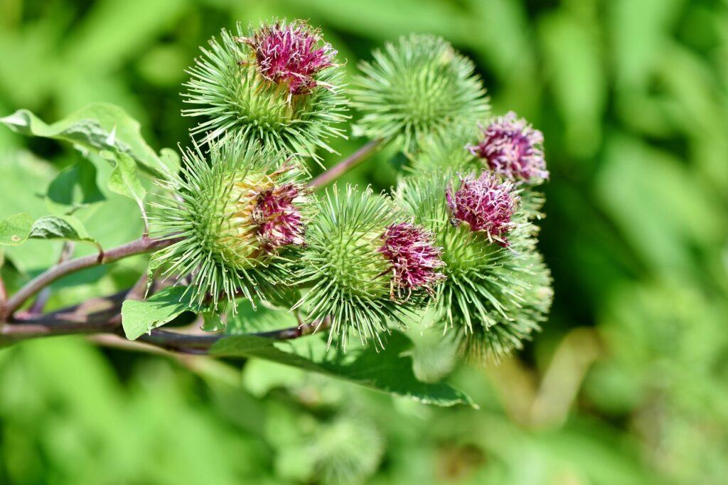 Burdock Root For Cancer