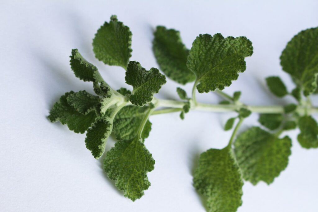 white horehound tea