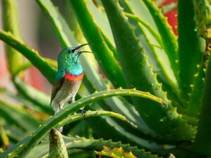 Aloe Arborescens For Cancer