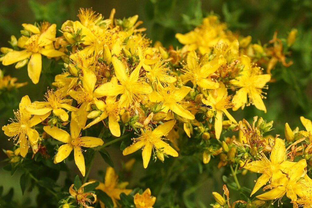 st.john's wort for back pain