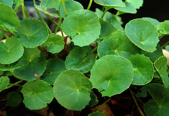 gotu kola for knee pain relief