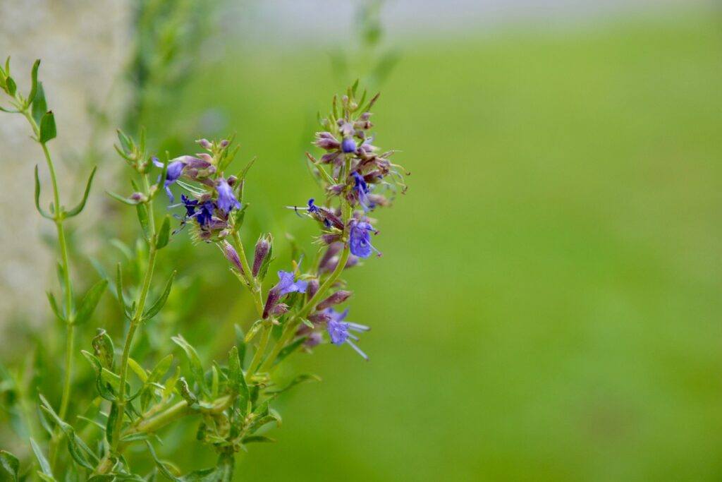 hyssop tea benefits