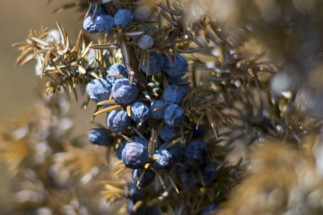 what is juniper berry essential oil