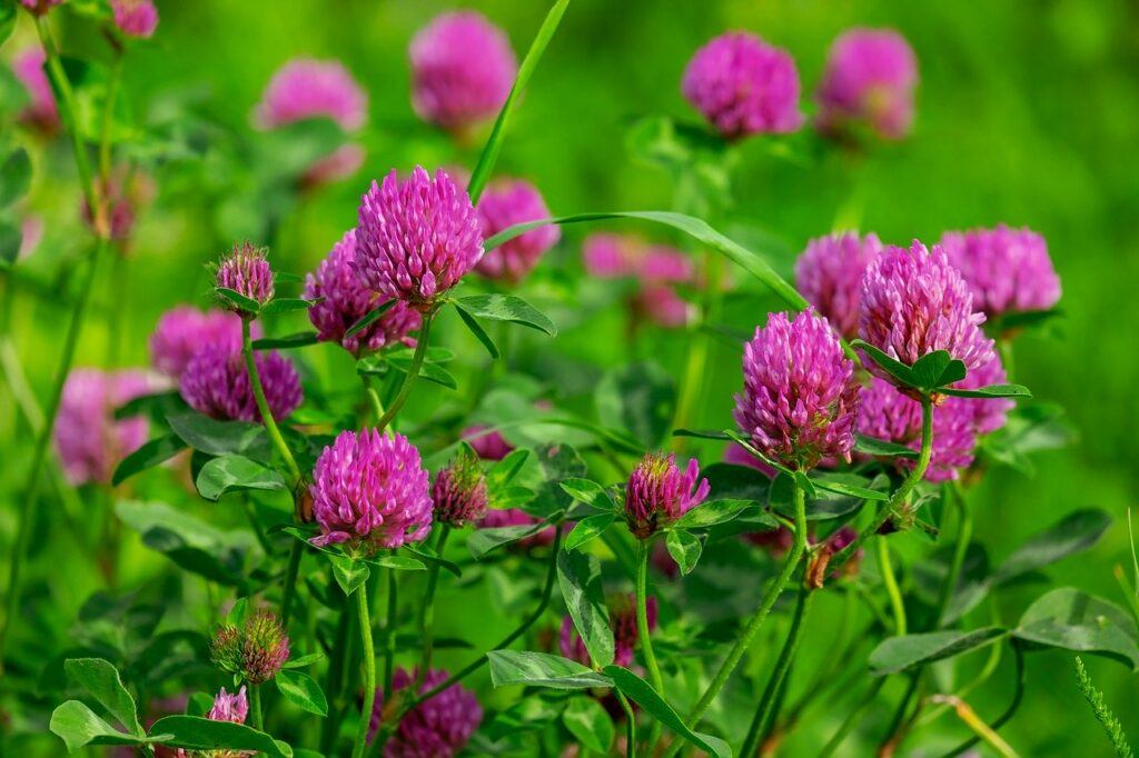 Red Clover For Cancer