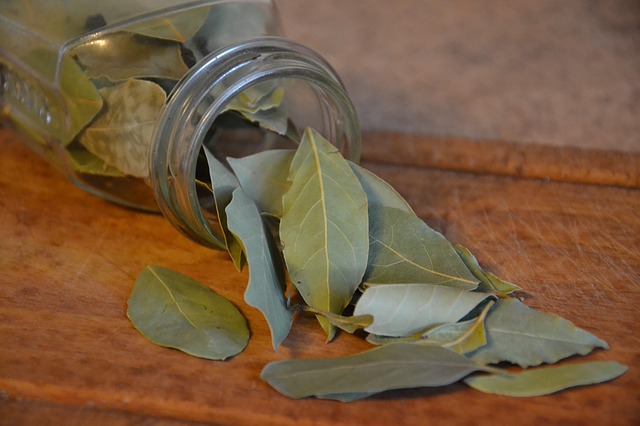 what is bay laurel essential oil