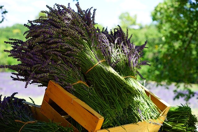 what is lavender essential oil