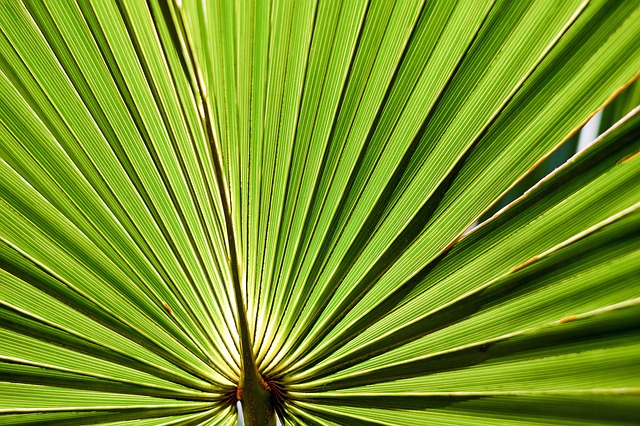 saw palmetto for the prostate
