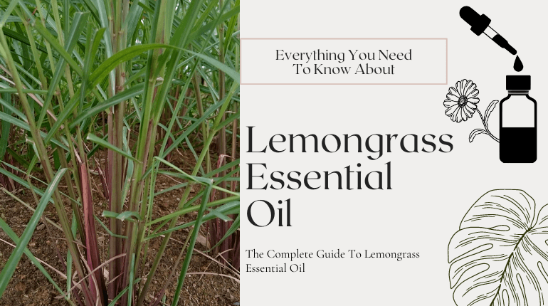 about lemongrass essential oil
