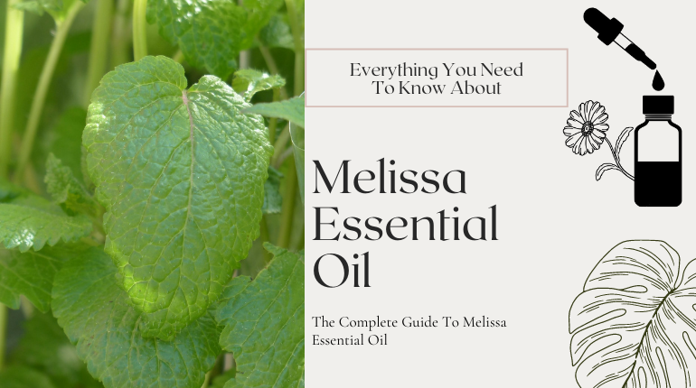 Top 30 Benefits Of Melissa Essential Oil ⚗️ 