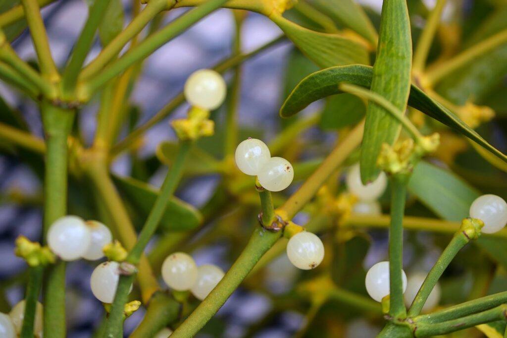 Mistletoe For Cancer