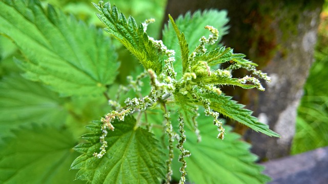 stinging nettle for natural knee pain relief