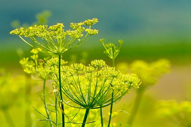 what is fennel essential oil