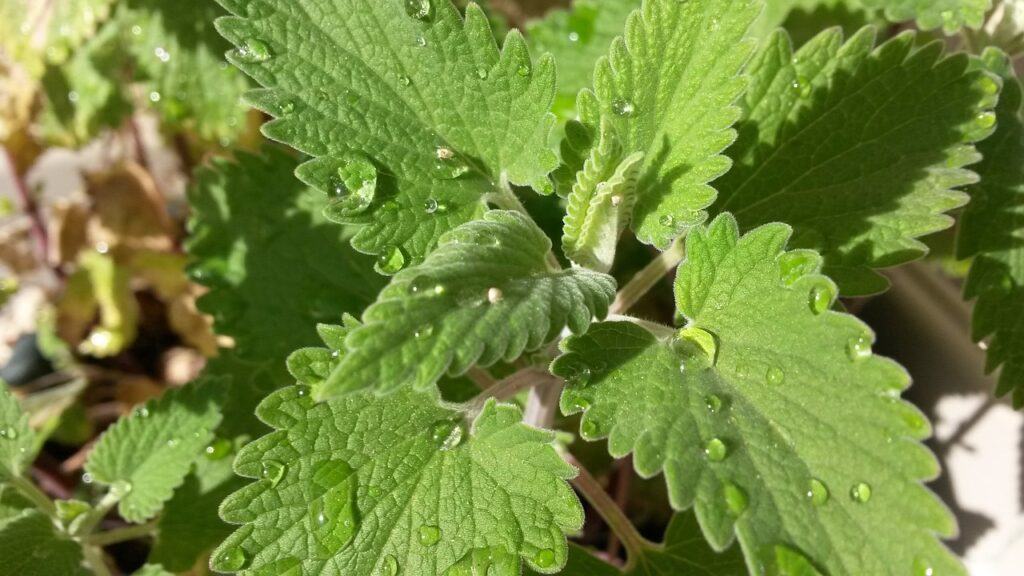 catnip for colds