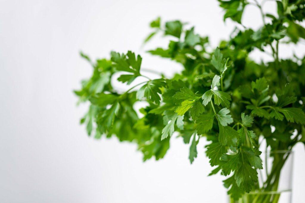 Parsley For Cancer