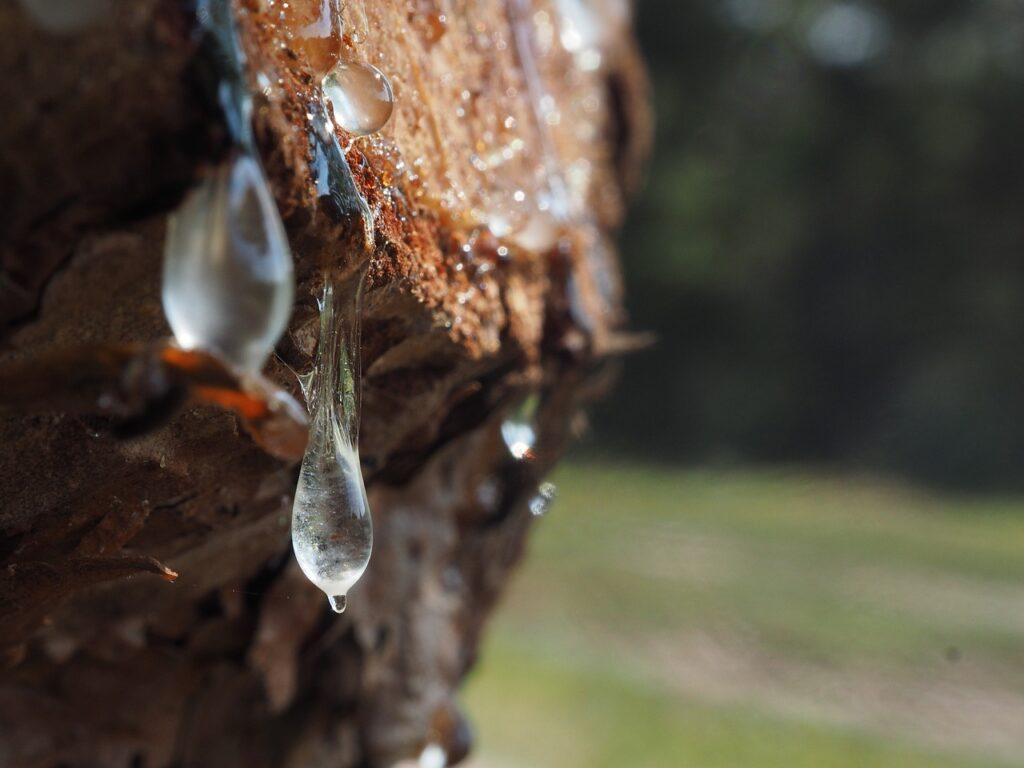 Pine Resin For Back Pain