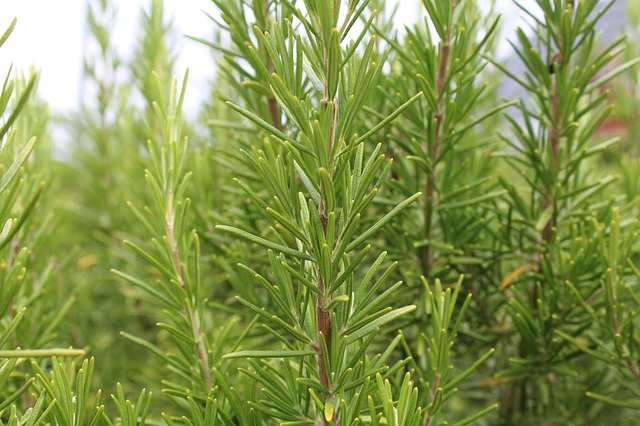 Rosemary for headaches