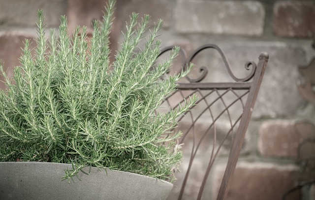 what is rosemary essential oil