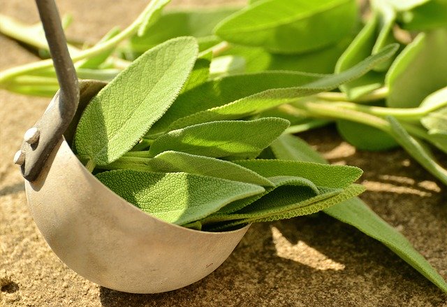 what is sage essential oil