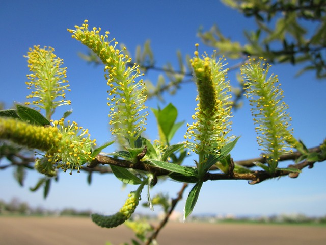 White Willow Bark For Headaches