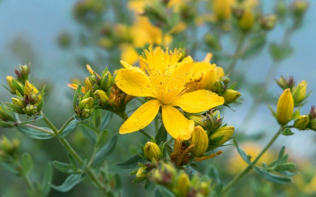 St. John's Wort And Cancer