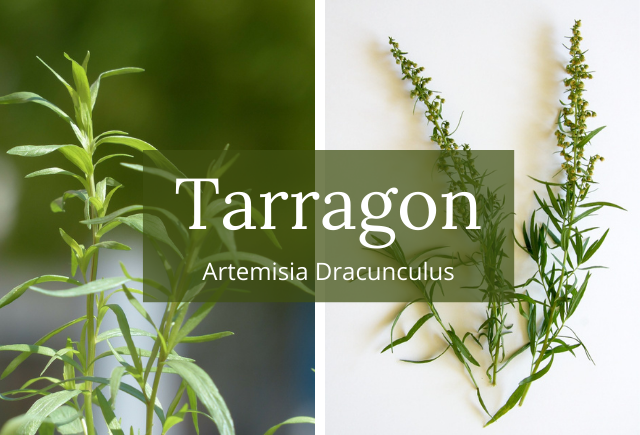 tarragon and diabetes