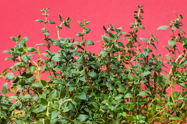 what is thyme essential oil