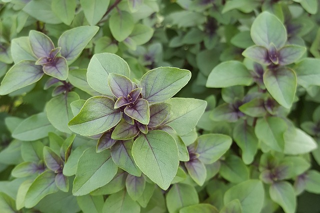 Basil For Headache