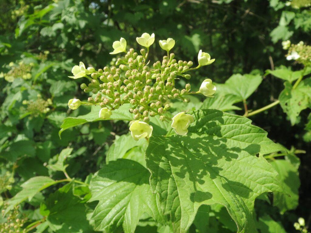 Cramp Bark For Back Pain