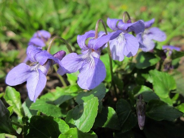 viola odorata for breast cancer