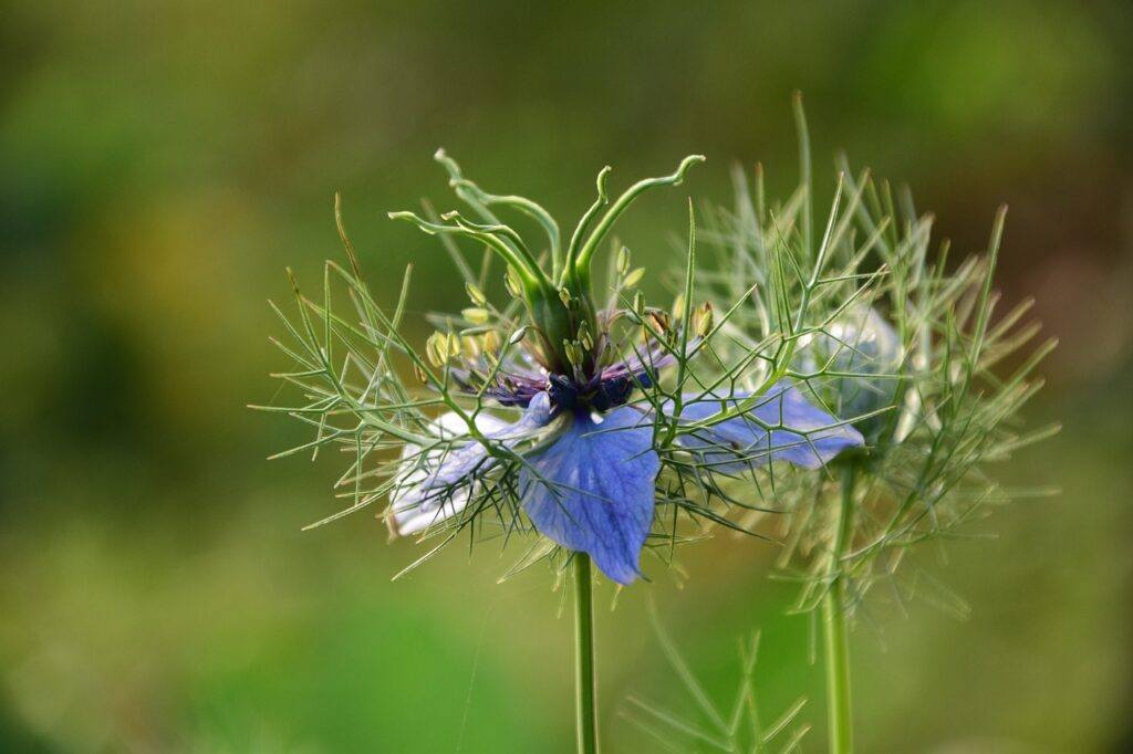 black seed for diabetes