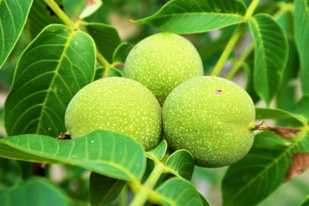 Green Walnut Husks Health Benefits