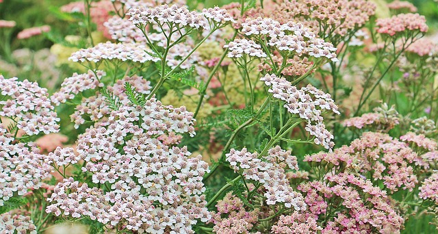 what is yarrow essential oil