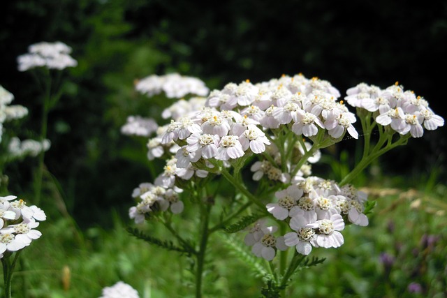 yarrow flower benefits for better oral health