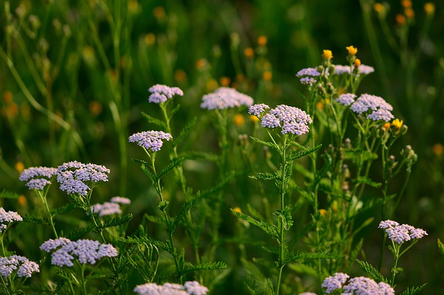 Yarrow Flower Herb For Relieving Headaches