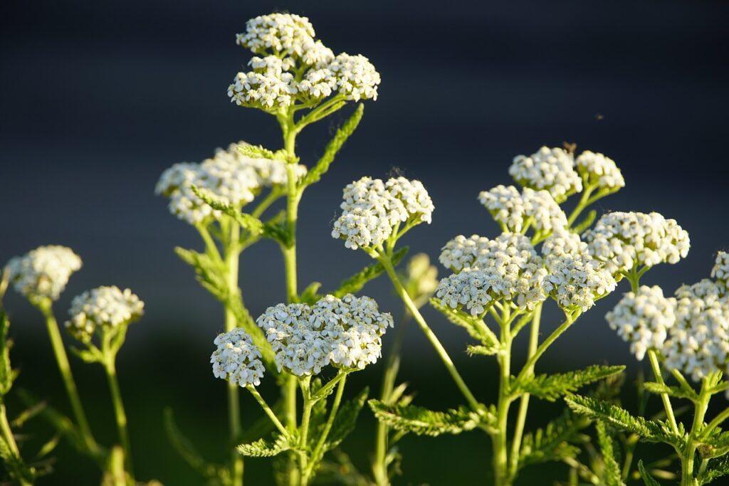Yarrow For Treating Cold